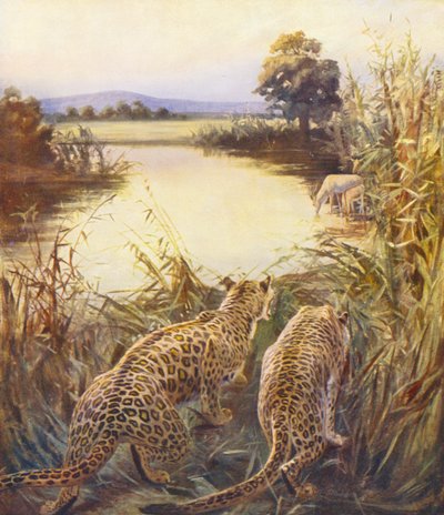 Heliga landet: Leoparder i "Jordaniens stolthet" (färglitografi) av James (after) Clark