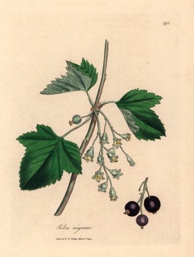 Svartvinbärsträd, Ribes nigrum, från en botanisk illustration av James Sowerby från William Woodville och Sir William Jackson Hookers "Medical Botany" 1832 (handfärgad kopparstick) av James (after) Sowerby