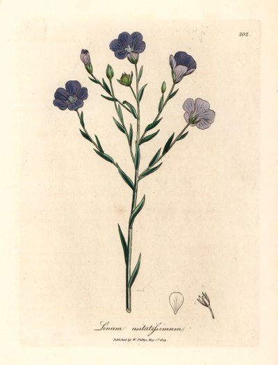Blåblommigt lin, Linum usitatissimum, från en botanisk illustration av James Sowerby från William Woodville och Sir William Jackson Hookers "Medical Botany" 1832 (handfärgad kopparstick) av James (after) Sowerby