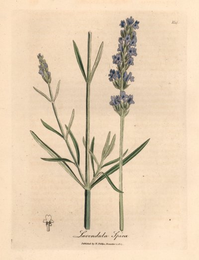 Blåblommig lavendel, Lavandula spica, från en botanisk illustration av James Sowerby från William Woodville och Sir William Jackson Hookers "Medical Botany" 1832 (handfärgad kopparstick) av James (after) Sowerby