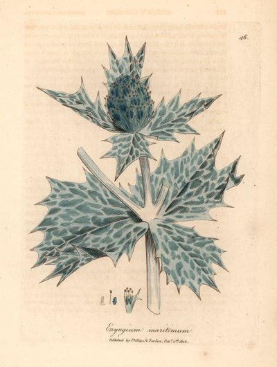 Blåblommigt havsjärnek eller eryngo, Eryngium maritinum, från en botanisk illustration av James Sowerby från William Woodville och Sir William Jackson Hookers "Medical Botany" 1832 (handfärgad kopparstick) av James (after) Sowerby