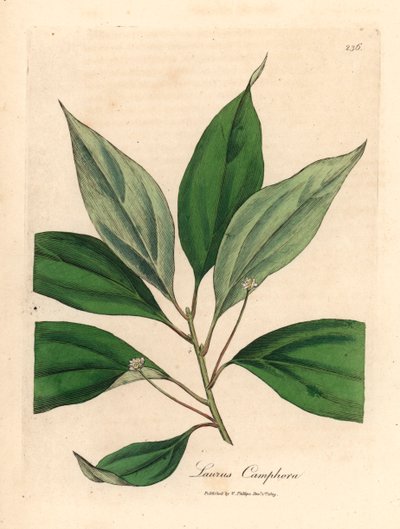 Kamferträd, Laurus camphora, från en botanisk illustration av James Sowerby från William Woodville och Sir William Jackson Hookers "Medical Botany" 1832 (handfärgad kopparstick) av James (after) Sowerby