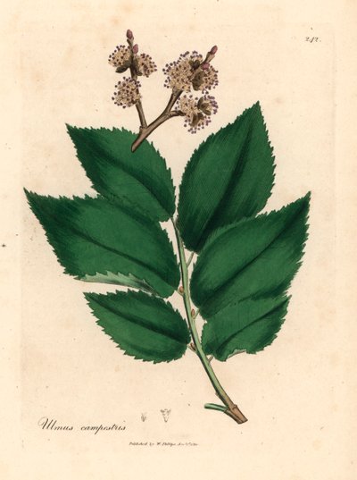 Vanligt almträd, Ulmus campestris, från en botanisk illustration av James Sowerby från William Woodville och Sir William Jackson Hookers "Medical Botany" 1832 (handfärgad kopparstick) av James (after) Sowerby