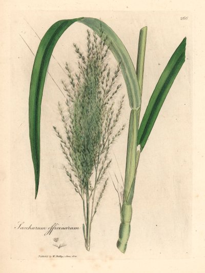 Vanlig sockerrör, Saccharum officinarum, från en botanisk illustration av James Sowerby från William Woodville och Sir William Jackson Hookers "Medical Botany" 1832 (handfärgad kopparstick) av James (after) Sowerby