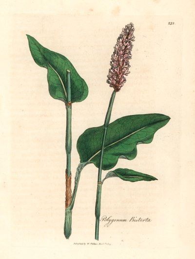 Greater bistort, Polygonum bistorta, från en botanisk illustration av James Sowerby från William Woodville och Sir William Jackson Hookers "Medical Botany" 1832 (handfärgad kopparstick) av James (after) Sowerby