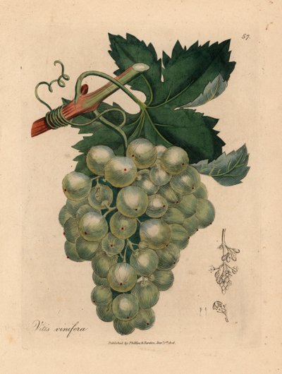 Gröna druvor, vinstockar och löv, Vitis vinifera, från en botanisk illustration av James Sowerby från William Woodville och Sir William Jackson Hookers "Medical Botany" 1832 (handfärgad kopparstick) av James (after) Sowerby