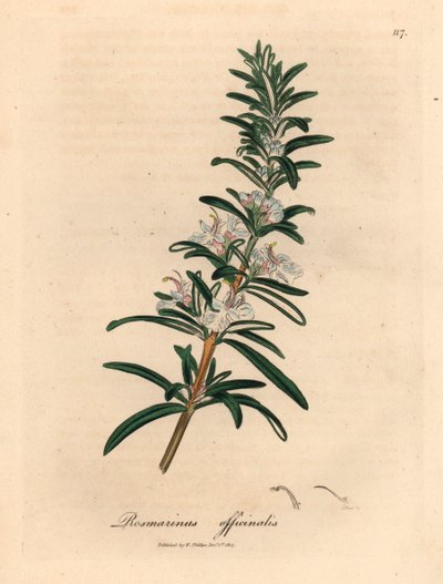 Ljusblå blommande rosmarin, Rosmarinus officinalis, från en botanisk illustration av James Sowerby från William Woodville och Sir William Jackson Hookers "Medical Botany" 1832 (handfärgad kopparstick) av James (after) Sowerby