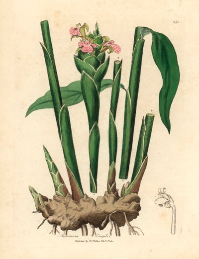 Smalbladig ingefära, Zingiber officinale , från en botanisk illustration av James Sowerby från William Woodville och Sir William Jackson Hookers "Medical Botany" 1832 (handfärgad kopparstick) av James (after) Sowerby