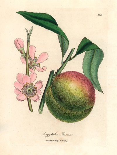 Persikaträd med mogen frukt och rosa blomma, Amygdalus persica, från en botanisk illustration av James Sowerby från William Woodville och Sir William Jackson Hookers "Medical Botany" 1832 (handfärgad kopparstick) av James (after) Sowerby