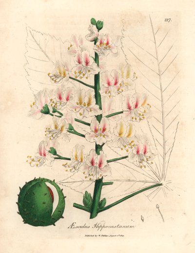 Rosa blomma och frukt av hästkastanjeträdet, Aesculus hippocastanum, från en botanisk illustration av James Sowerby från William Woodville och Sir William Jackson Hookers "Medical Botany" 1832 (handfärgad kopparstick) av James (after) Sowerby