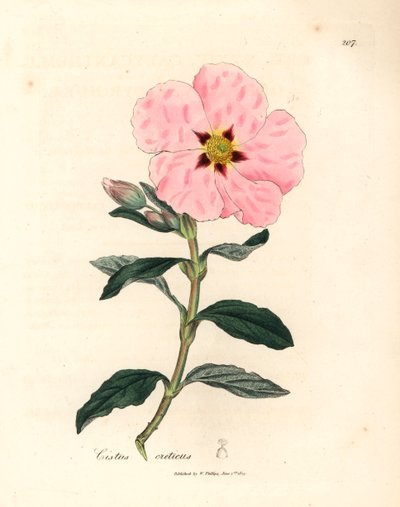 Rosa blommig kretensisk cistus, Cistus creticus, från en botanisk illustration av James Sowerby från William Woodville och Sir William Jackson Hookers "Medical Botany" 1832 (handfärgad kopparstick) av James (after) Sowerby