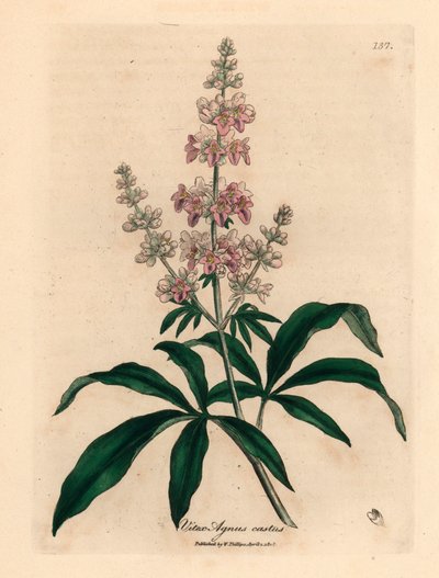 Rosablommigt kyskt träd, Vitex agnus castus, från en botanisk illustration av James Sowerby från William Woodville och Sir William Jackson Hookers "Medical Botany" 1832 (handfärgad kopparstick) av James (after) Sowerby