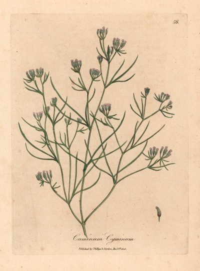 Rosablommig spiskummin, Cuminum cyminum, från en botanisk illustration av James Sowerby från William Woodville och Sir William Jackson Hookers "Medical Botany" 1832 (handfärgad kopparstick) av James (after) Sowerby