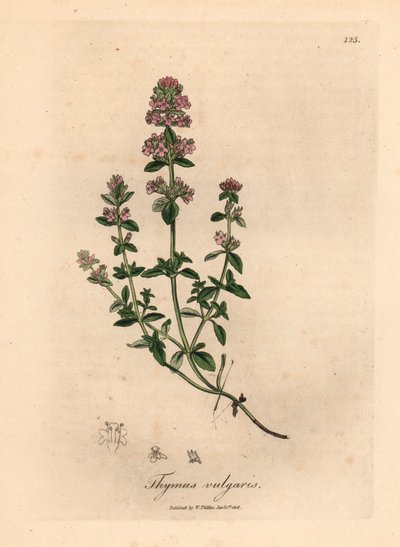 Rosa blommig trädgårdstimjan, Thymus vulgaris, från en botanisk illustration av James Sowerby från William Woodville och Sir William Jackson Hookers "Medical Botany" 1832 (handfärgad kopparstick) av James (after) Sowerby