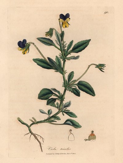 Lila och gul pensé, Viola tricolor, från en botanisk illustration av James Sowerby från William Woodville och Sir William Jackson Hookers "Medical Botany" 1832 (handfärgad kopparstick) av James (after) Sowerby