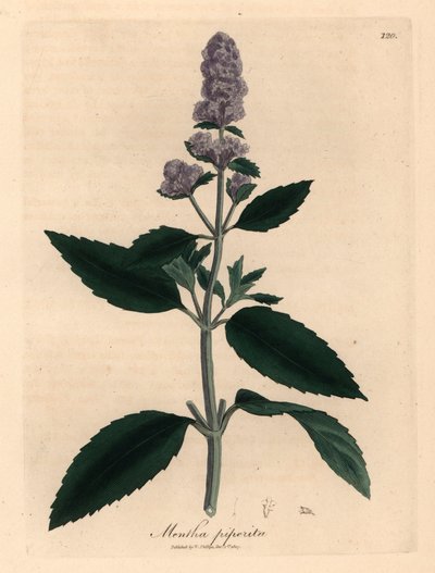 Lilablommig pepparmynta, Mentha piperita, från en botanisk illustration av James Sowerby från William Woodville och Sir William Jackson Hookers "Medical Botany" 1832 (handfärgad kopparstick) av James (after) Sowerby