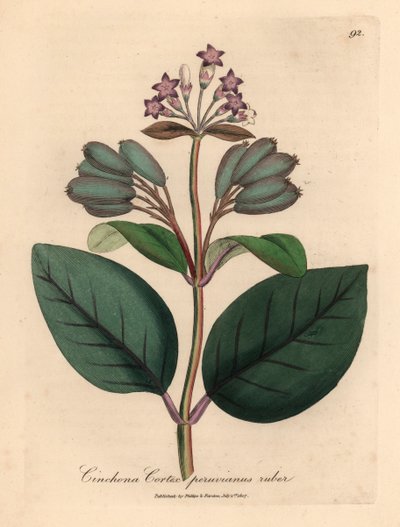 Lilablommigt rött peruanskt barkträd, Cinchona cortex peruvianus ruber, från en botanisk illustration av James Sowerby från William Woodville och Sir William Jackson Hookers "Medical Botany" 1832 (handfärgad kopparstick) av James (after) Sowerby