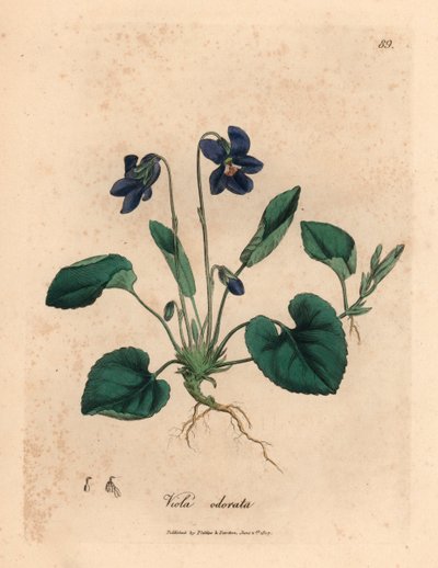 Lilablommig söt viol, Viola odorata, från en botanisk illustration av James Sowerby från William Woodville och Sir William Jackson Hookers "Medical Botany" 1832 (handfärgad kopparstick) av James (after) Sowerby