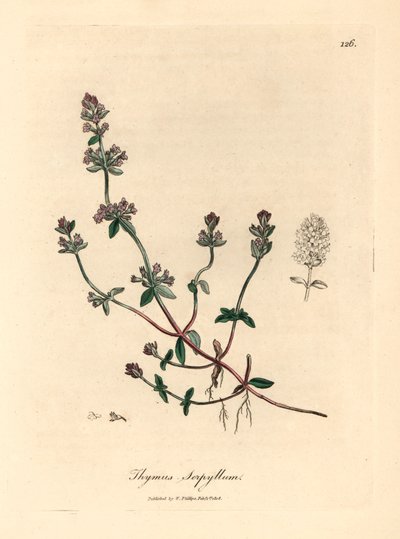 Lilablommig vild timjan, Thymus serpyllum, från en botanisk illustration av James Sowerby från William Woodville och Sir William Jackson Hookers "Medical Botany" 1832 (handfärgad kopparstick) av James (after) Sowerby