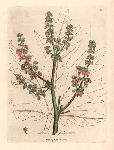 Rubarbblommor och stjälk, bladkontur, Rheum palmatum, från en botanisk illustration av James Sowerby från William Woodville och Sir William Jackson Hookers "Medical Botany" 1832 (handfärgad kopparstick) av James (after) Sowerby