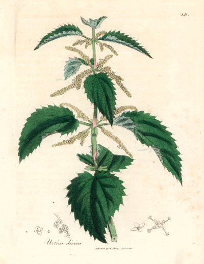 Brännässla, Urtica dioica, från en botanisk illustration av James Sowerby från William Woodville och Sir William Jackson Hookers "Medical Botany" 1832 (handfärgad kopparstick) av James (after) Sowerby