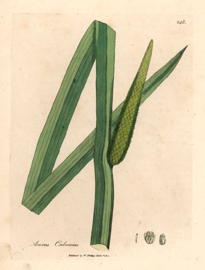 Söt flagga, Acorus calamus, från en botanisk illustration av James Sowerby från William Woodville och Sir William Jackson Hookers "Medical Botany" 1832 (handfärgad kopparstick) av James (after) Sowerby