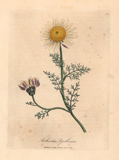 Vit och gul spansk kamomill, Anthemis pyrethrum, från en botanisk illustration av James Sowerby från William Woodville och Sir William Jackson Hookers "Medical Botany" 1832 (handfärgad kopparstick) av James (after) Sowerby