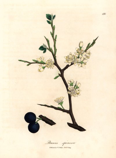 Vita blommor och blå bär av slånbärsträdet, Prunus spinosa, från en botanisk illustration av James Sowerby från William Woodville och Sir William Jackson Hookers "Medical Botany" 1832 (handfärgad kopparstick) av James (after) Sowerby