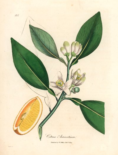 Vita blommor och mogen fruktsegment av apelsinträdet, Citrus aurantium, från en botanisk illustration av James Sowerby från William Woodville och Sir William Jackson Hookers "Medical Botany" 1832 (handfärgad kopparstick) av James (after) Sowerby