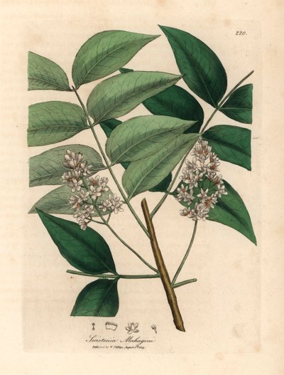 Vittblommigt mahognyträd, Swietenia mahogani, från en botanisk illustration av James Sowerby från William Woodville och Sir William Jackson Hookers "Medical Botany" 1832 (handfärgad kopparstick) av James (after) Sowerby