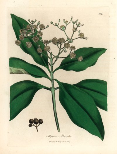 Vitblommigt kryddträd, Myrtus pimenta, från en botanisk illustration av James Sowerby från William Woodville och Sir William Jackson Hookers "Medical Botany" 1832 (handfärgad kopparstick) av James (after) Sowerby