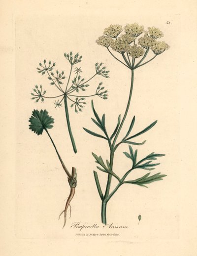 Vitblommig anis, Pimpinella anisum, från en botanisk illustration av James Sowerby från William Woodville och Sir William Jackson Hookers "Medical Botany" 1832 (handfärgad kopparstick) av James (after) Sowerby