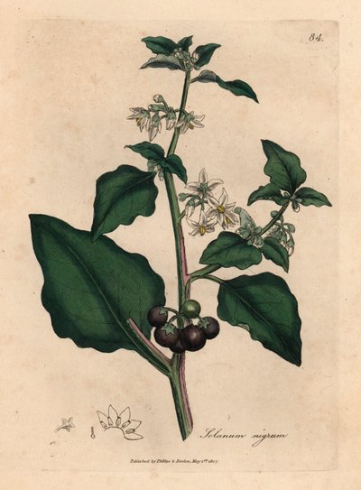 Vitblommiga, svarta bär, trädgårdsnattskugga, Solanum nigrum, från en botanisk illustration av James Sowerby från William Woodville och Sir William Jackson Hookers "Medical Botany" 1832 (handfärgad kopparstick) av James (after) Sowerby