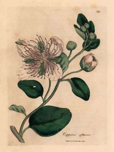 Vitblommig kaprisbuske, Capparis spinosa, från en botanisk illustration av James Sowerby från William Woodville och Sir William Jackson Hookers "Medical Botany" 1832 (handfärgad kopparstick) av James (after) Sowerby