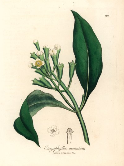 Vitblommigt kryddnejlikaträd, Caryophyllus aromaticus, från en botanisk illustration av James Sowerby från William Woodville och Sir William Jackson Hookers "Medical Botany" 1832 (handfärgad kopparstick) av James (after) Sowerby