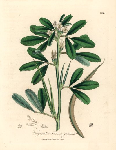 Vitblommig bockhornsklöver med fröskida, Trigonella foenum graecum, från en botanisk illustration av James Sowerby från William Woodville och Sir William Jackson Hookers "Medical Botany" 1832 (handfärgad kopparstick) av James (after) Sowerby
