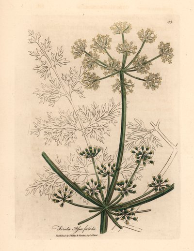Vitblommig gigantisk fänkål eller asafetida, Ferula assafoetida, från en botanisk illustration av James Sowerby från William Woodville och Sir William Jackson Hookers "Medical Botany" 1832 (handfärgad kopparstick) av James (after) Sowerby