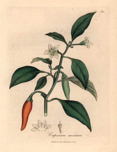 Vitblommig, scharlakansröd guineapeppar, Capsicum annuum, från en botanisk illustration av James Sowerby från William Woodville och Sir William Jackson Hookers "Medical Botany" 1832 (handfärgad kopparstick) av James (after) Sowerby