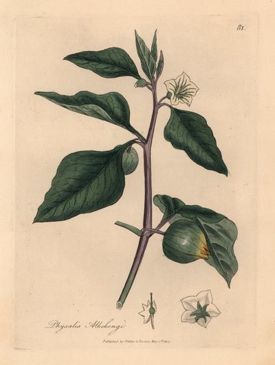 Vitblommiga vinterkörsbär, Physalis alkekengi, från en botanisk illustration av James Sowerby från William Woodville och Sir William Jackson Hookers "Medical Botany" 1832 (handfärgad kopparstick) av James (after) Sowerby