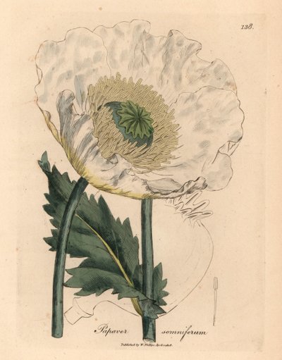 Vit vallmo, Papaver somniferum, från en botanisk illustration av James Sowerby från William Woodville och Sir William Jackson Hookers "Medical Botany" 1832 (handfärgad kopparstick) av James (after) Sowerby