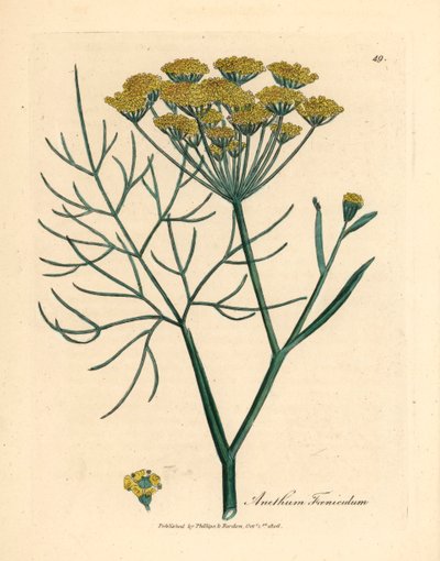 Gulblommig fänkål, Anethum foeniculum, från en botanisk illustration av James Sowerby från William Woodville och Sir William Jackson Hookers "Medical Botany" 1832 (handfärgad kopparstick) av James (after) Sowerby