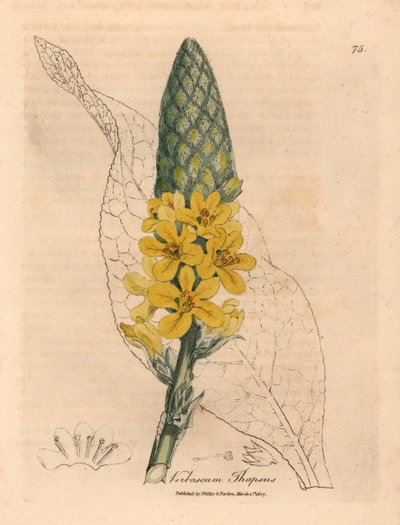 Gulblommande stor bredbladig mullein, Verbascum thapsus, från en botanisk illustration av James Sowerby från William Woodville och Sir William Jackson Hookers "Medical Botany" 1832 (handfärgad kopparstick) av James (after) Sowerby