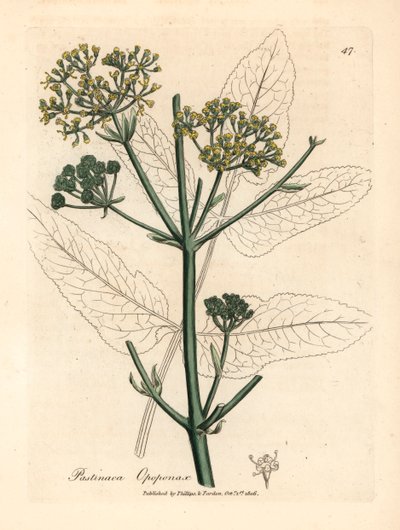 Gulblommig opopanax eller grov palsternacka, Pastinaca opopanax, från en botanisk illustration av James Sowerby från William Woodville och Sir William Jackson Hookers "Medical Botany" 1832 (handfärgad kopparstick) av James (after) Sowerby