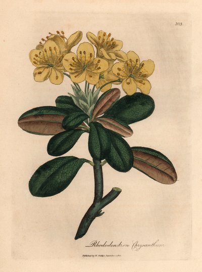 Gulblommig rhododendron, Rhododendron krysantemum, från en botanisk illustration av James Sowerby från William Woodville och Sir William Jackson Hookers "Medical Botany" 1832 (handfärgad kopparstick) av James (after) Sowerby