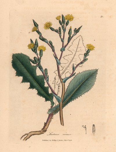 Gulblommig vildsallat, Lactuca virosa, från en botanisk illustration av James Sowerby från William Woodville och Sir William Jackson Hookers "Medical Botany" 1832 (handfärgad kopparstick) av James (after) Sowerby