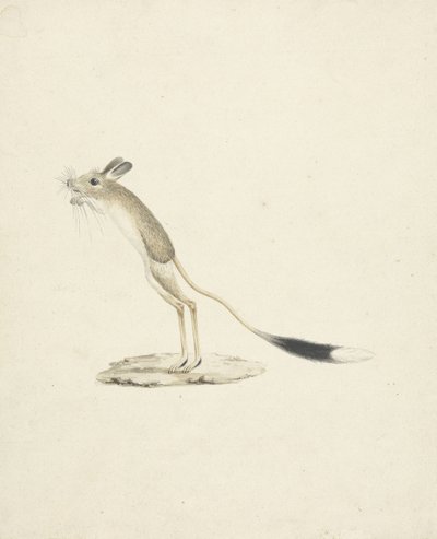 Jerboa nr 4 (wc över grafit på papper) av James 1730 94 Bruce