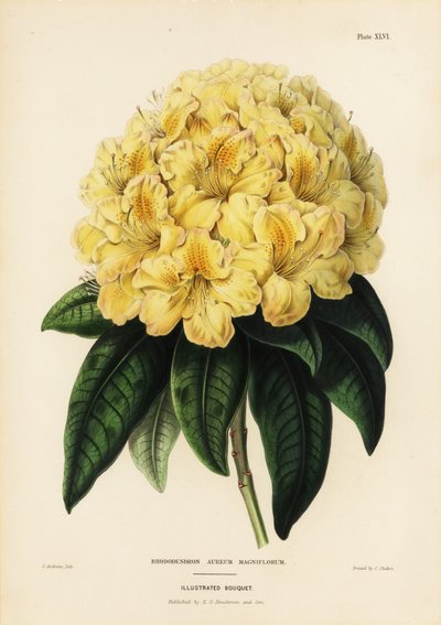 Gyllene rhododendron, Rhodendron aureum av James Andrews