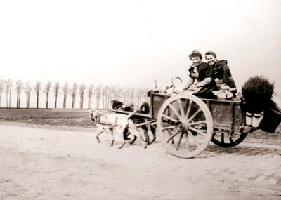 Hundar som drar kvinnor på en vagn, Antwerpen, 1898. av James Batkin