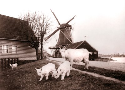Getter, Laandam, Nederländerna, 1898. av James Batkin
