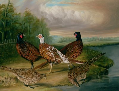 Fasaner vid floden Wensum, Norfolk (olja på duk) av James Blazeby